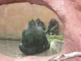 /album/zoopark/x-a6ef4bb4-jpg1/