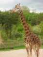 /album/zoopark/x-a5340e30-jpg1/